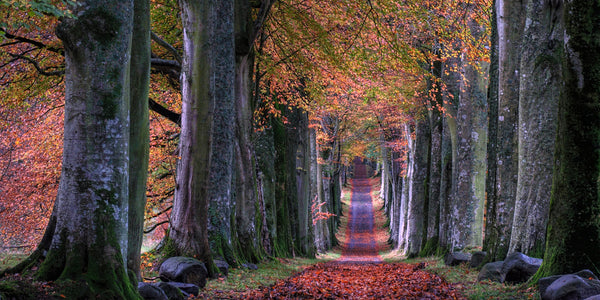 Walk outside autumn red leaves on long path anxiety relief