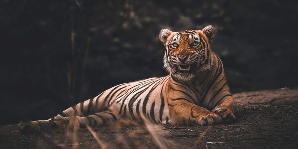 tiger lying staring teeth growl fear fight or flight response anxiety