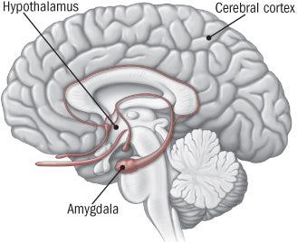 Amygdala hypothalamus cortex anxiety fear fight or flight response